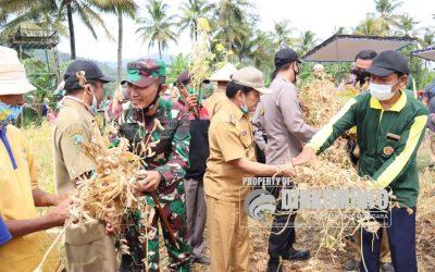 Panen Kedelai, Bupati minta maaf pada masyarakat