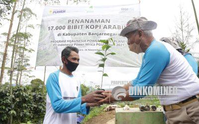 Upaya Konservasi, 17000 Bibit Kopi Arabika Ditanam di Pegundungan