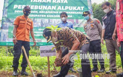 Kelompok Tani Merden Mulai Tekuni Budi Daya Alpukat