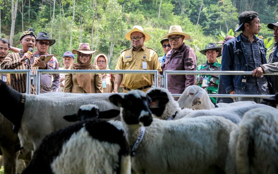 Meriahnya Panen Cempe dan Pesta Patok, Wujudkan Banjarnegara Lumbung Ternak Jateng
