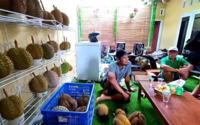 Potensi Durian Melimpah, IPDA Berharap Adanya Agrowisata di Sigaluh