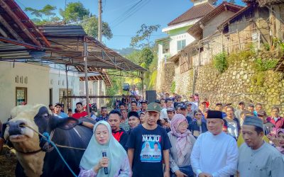 Bupati Banjarnegara Serahkan Sapi 1,2 Ton Bantuan Hewan Kurban Presiden RI