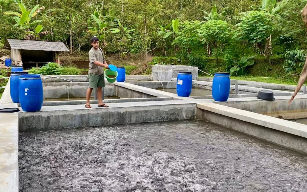 Pemuda Asal Gentansari Sukses Raih Ratusan Juta Rupiah dari Beternak Lele