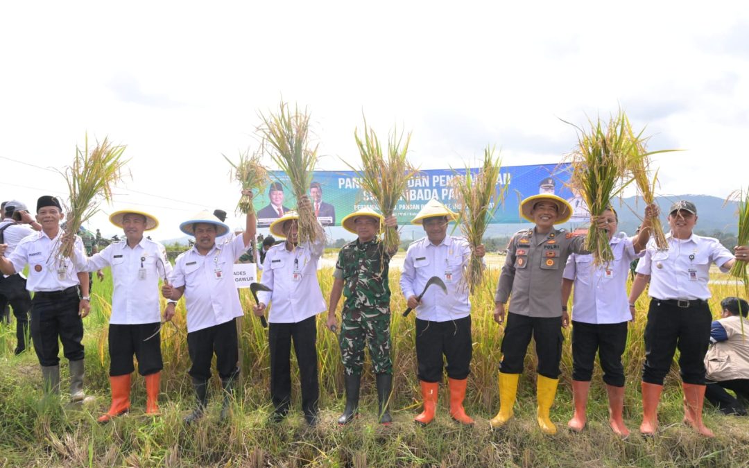 Banjarnegara Surplus 45 Ribu Ton Beras, Siap Menyangga Ketahanan Pangan Nasional