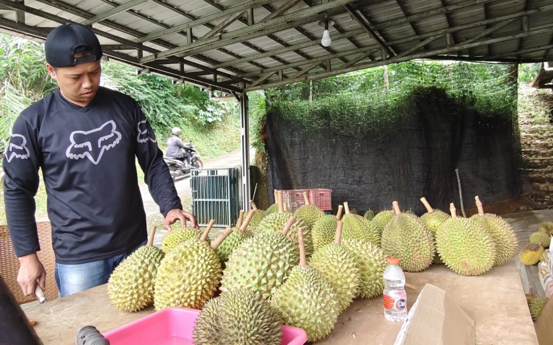 Durian ‘Tedjo’, Si Kuning Mengkilat dari Dusun Dirun Singamerta