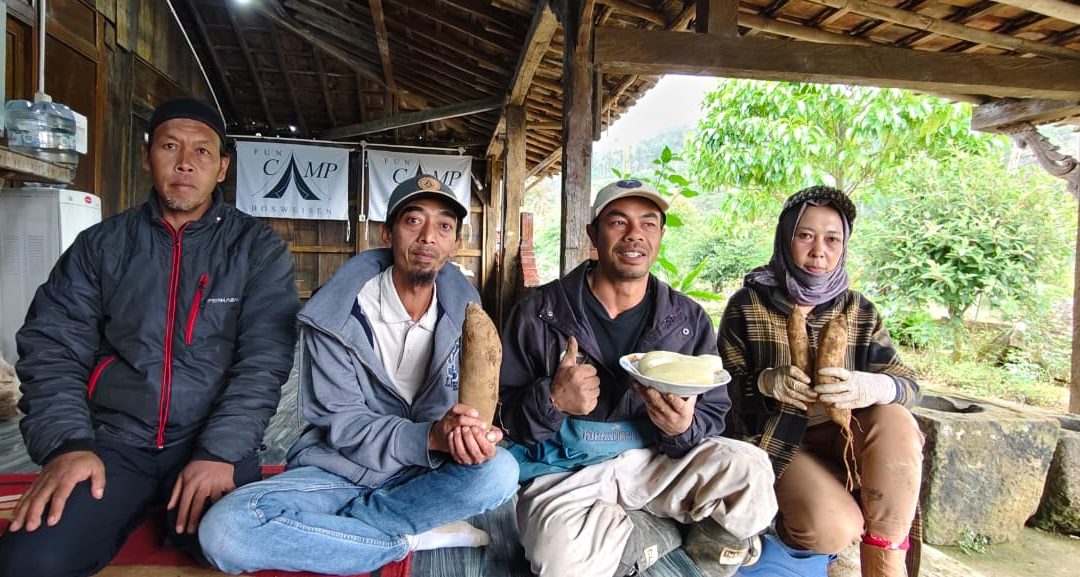 Umbi Yakon, ‘Harta Karun’ dari Desa Bakal yang Digadang Jadi Primadona Wisata Agro dan Kesehatan